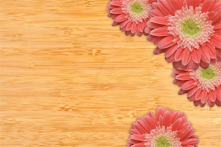 simsearch:400-06073508,k - Bright Pink Gerber Daisies with Water Drops on a Bamboo Wood Background with Copy Space. Photographie de stock - Aubaine LD & Abonnement, Code: 400-04694029