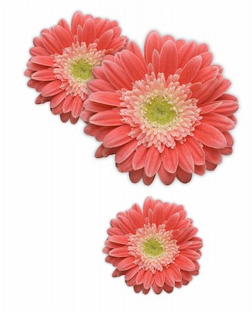 simsearch:400-06073508,k - Pink Gerber Daisy Corner Design Element Isolated on a White Background. Photographie de stock - Aubaine LD & Abonnement, Code: 400-04694034