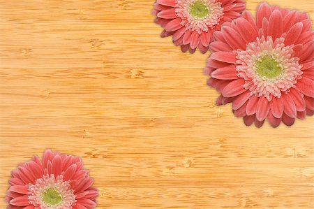simsearch:400-06073508,k - Bright Pink Gerber Daisies with Water Drops on a Bamboo Wood Background with Copy Space. Photographie de stock - Aubaine LD & Abonnement, Code: 400-04694030