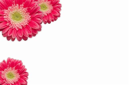 simsearch:400-06073508,k - Bright Pink Gerber Daisies with Water Drops on a White Background with Copy Space. Photographie de stock - Aubaine LD & Abonnement, Code: 400-04694032