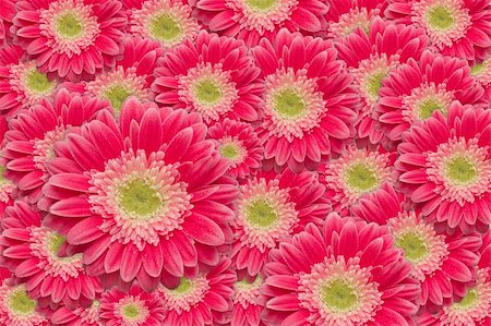simsearch:400-06073508,k - Bright Pink Gerber Daisies with Water Drops Background Pattern. Photographie de stock - Aubaine LD & Abonnement, Code: 400-04694033