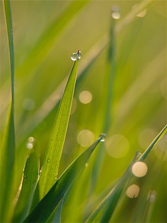 simsearch:400-04885204,k - Green grass in a dew Photographie de stock - Aubaine LD & Abonnement, Code: 400-04694058