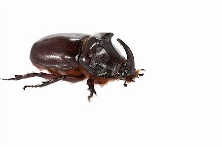 fearsome - Rhinoceros beetle on a white background Stock Photo - Budget Royalty-Free & Subscription, Code: 400-04694226