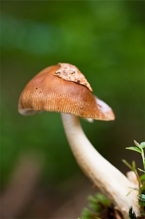 Tawny grisette, Amanita fulva, with leaf on cap. Stock Photo - Budget Royalty-Free & Subscription, Code: 400-04694414