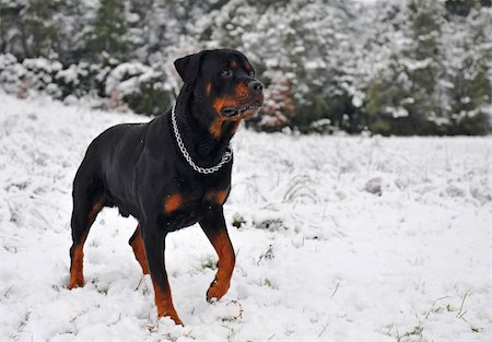 simsearch:400-04611917,k - attentive purebred rottweiler upright in the snow Photographie de stock - Aubaine LD & Abonnement, Code: 400-04694635