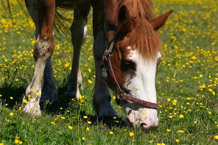 pontuse (artist) - Beautiful brown horse grazing among the flowers Stockbilder - Microstock & Abonnement, Bildnummer: 400-04694749
