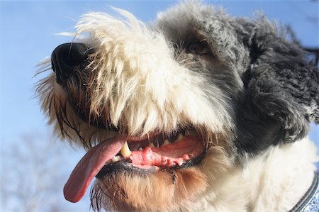 pontuse (artist) - Dog, bearded collie, with the tongue showing teeth Stockbilder - Microstock & Abonnement, Bildnummer: 400-04695103