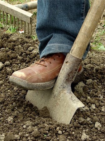 shovel in dirt - preparing vegetable bed with spade for planting Stock Photo - Budget Royalty-Free & Subscription, Code: 400-04695246