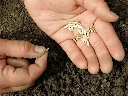 soil and seed - hands with cucumber seeds above the ground Stock Photo - Budget Royalty-Free & Subscription, Code: 400-04695251