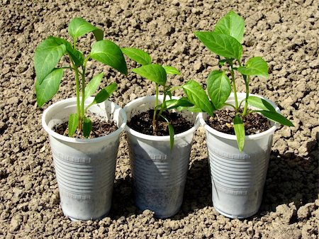 simsearch:400-05356597,k - pepper seedlings in plastic cups Stock Photo - Budget Royalty-Free & Subscription, Code: 400-04695265