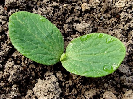 simsearch:400-05356597,k - pumpkin seedling with dew-drops on the leaves Stock Photo - Budget Royalty-Free & Subscription, Code: 400-04695268