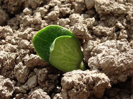 simsearch:400-07302217,k - pumpkin seedling sprouting out of the ground Stock Photo - Budget Royalty-Free & Subscription, Code: 400-04695269