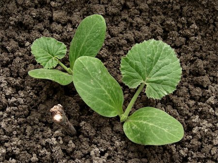 simsearch:400-05356597,k - two young marrow sprouts on the vegetable bed Stock Photo - Budget Royalty-Free & Subscription, Code: 400-04695261