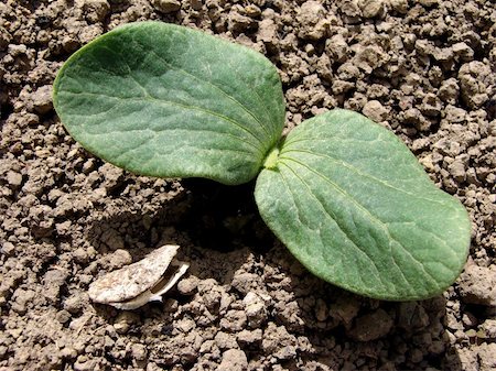 simsearch:400-05356597,k - young pumpkin seedling with empty seed on the ground Stock Photo - Budget Royalty-Free & Subscription, Code: 400-04695270