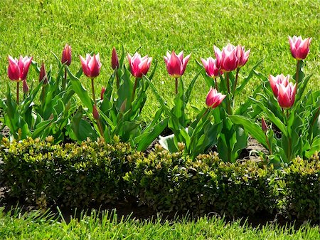 tulips flowering on the lawn Stock Photo - Budget Royalty-Free & Subscription, Code: 400-04695272