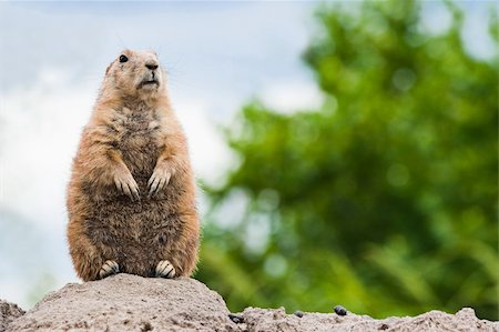 simsearch:400-04695630,k - Prairie dog standing watchful on top of burrow Foto de stock - Super Valor sin royalties y Suscripción, Código: 400-04695630