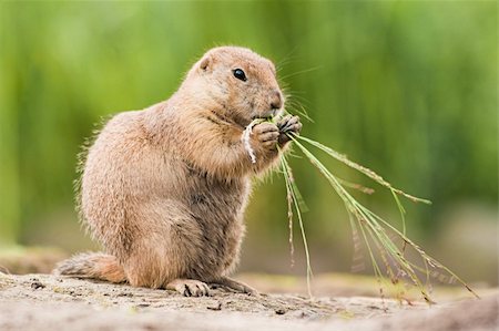 simsearch:400-04695630,k - Cute little Prairie dog is eating   grass Foto de stock - Super Valor sin royalties y Suscripción, Código: 400-04695631