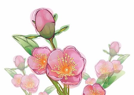 simsearch:400-04696103,k - illustration drawing of pink sakura flower in a white background Foto de stock - Super Valor sin royalties y Suscripción, Código: 400-04696308