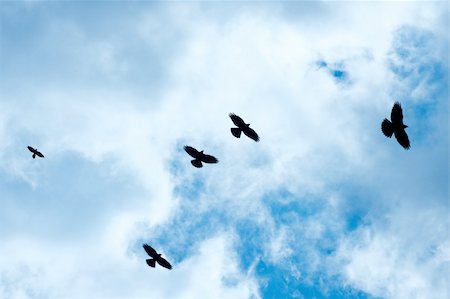 Crows flying against cloudy blue sky Foto de stock - Super Valor sin royalties y Suscripción, Código: 400-04696420