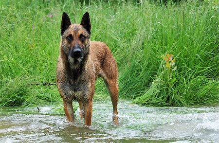 simsearch:400-04611917,k - purebred belgian sheepdog malinois in a river Photographie de stock - Aubaine LD & Abonnement, Code: 400-04696478