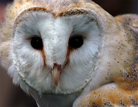 simsearch:400-04667018,k - Portrait of a Barn Owl Stock Photo - Budget Royalty-Free & Subscription, Code: 400-04696556