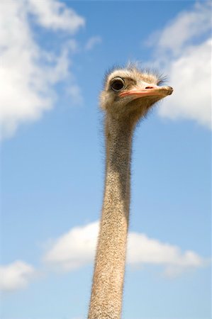 fastof (artist) - The head of an ostrich looks out because of a fence against the blue sky and clouds Stock Photo - Budget Royalty-Free & Subscription, Code: 400-04696685