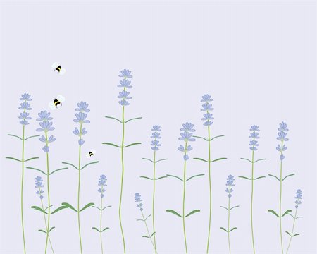 simsearch:400-04785692,k - a hand drawn illustration of a row of lavender flowers with bees on a light purple background Fotografie stock - Microstock e Abbonamento, Codice: 400-04696693