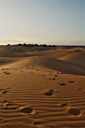 simsearch:400-04173967,k - late afternoon on Sahara desert, bushes and buildings visible on the horizon Fotografie stock - Microstock e Abbonamento, Codice: 400-04696984