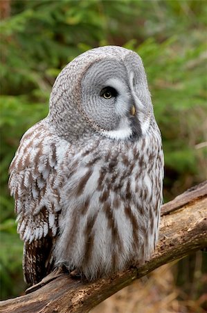 Great grey owl sitting on a branch Stock Photo - Budget Royalty-Free & Subscription, Code: 400-04697023
