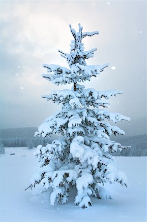 simsearch:400-04639977,k - winter calm mountain landscape with snowfall ang beautiful fir trees  on slope (Kukol Mount, Carpathian Mountains, Ukraine) Photographie de stock - Aubaine LD & Abonnement, Code: 400-04697734