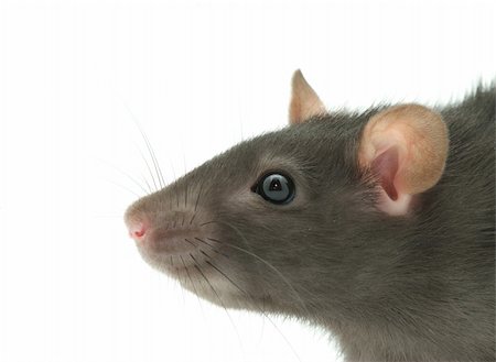simsearch:400-04719873,k - funny rat  isolated on white background Stock Photo - Budget Royalty-Free & Subscription, Code: 400-04697755