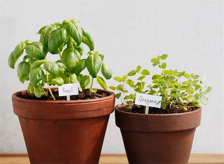 potted herbs - Basil and oregano herbs growing in clay pots. Stock Photo - Budget Royalty-Free & Subscription, Code: 400-04697823