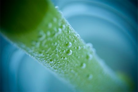 simsearch:400-04370982,k - Many little bubbles on a plant in the water Photographie de stock - Aubaine LD & Abonnement, Code: 400-04698145