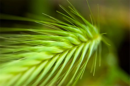 simsearch:400-05699446,k - A green spring grain shoot in macro mode Stock Photo - Budget Royalty-Free & Subscription, Code: 400-04698173