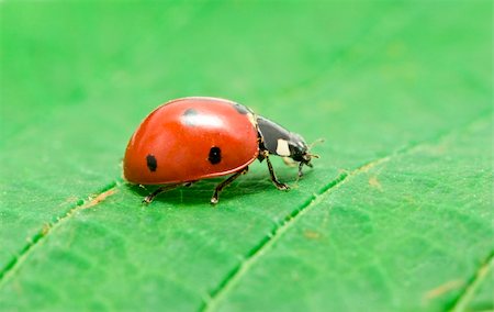 simsearch:400-04909471,k - red ladybug on green grass isolated Photographie de stock - Aubaine LD & Abonnement, Code: 400-04698238