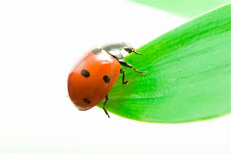 simsearch:400-05883361,k - red ladybug on green grass isolated on white Photographie de stock - Aubaine LD & Abonnement, Code: 400-04698239