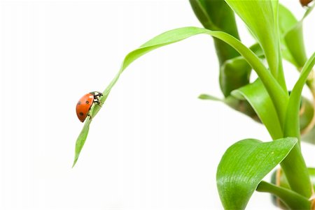 simsearch:400-05883361,k - red ladybug on green grass isolated Photographie de stock - Aubaine LD & Abonnement, Code: 400-04698240