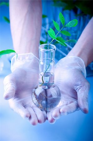 seed laboratory - Young seedlings in laboratory Stock Photo - Budget Royalty-Free & Subscription, Code: 400-04698636