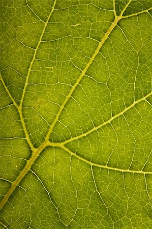 Green leaf structure Stock Photo - Budget Royalty-Free & Subscription, Code: 400-04698794