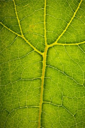 Green leaf structure Stock Photo - Budget Royalty-Free & Subscription, Code: 400-04698795
