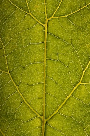 Green leaf structure Stock Photo - Budget Royalty-Free & Subscription, Code: 400-04698793