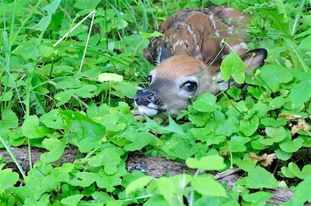 A newborn whitetail deer fawn hiding in the grass. Photographie de stock - Aubaine LD & Abonnement, Code: 400-04698847