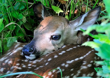 A newborn whitetail deer fawn curled up and hiding in the tall grass. Stockbilder - Microstock & Abonnement, Bildnummer: 400-04698848