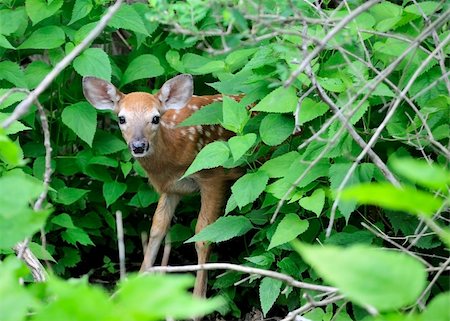 A whitetail deer fawn standing in a thicket Photographie de stock - Aubaine LD & Abonnement, Code: 400-04698857