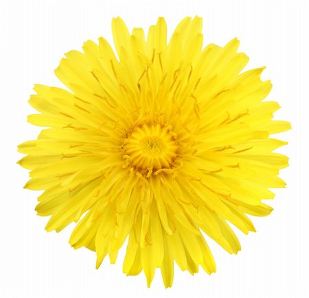 simsearch:400-06095720,k - One yellow flower of dandelion isolated on white background. Close-up. Studio photography. Stock Photo - Budget Royalty-Free & Subscription, Code: 400-04698955