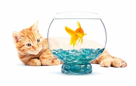 Cat playing with goldfish isolated on white background Stock Photo - Budget Royalty-Free & Subscription, Code: 400-04698967