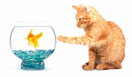 Cat playing with goldfish isolated on white background Stock Photo - Budget Royalty-Free & Subscription, Code: 400-04698963