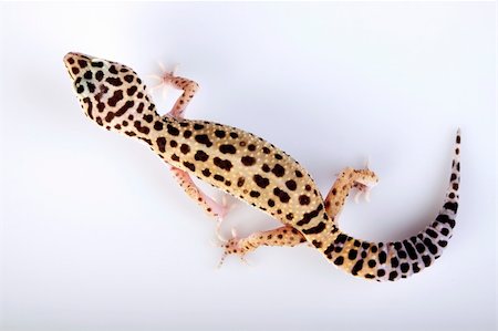 Gecko concept Stock Photo - Budget Royalty-Free & Subscription, Code: 400-04699367