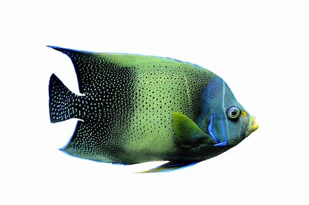 poisson-ange - Koran Angelfish "Pomacanthus semicirculatus" on a white background Photographie de stock - Aubaine LD & Abonnement, Code: 400-04699447