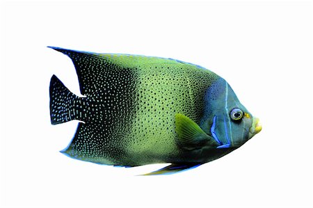 fish tank - Koran Angelfish "Pomacanthus semicirculatus" on a white background Stock Photo - Budget Royalty-Free & Subscription, Code: 400-04699447